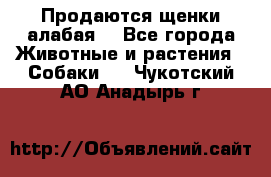 Продаются щенки алабая  - Все города Животные и растения » Собаки   . Чукотский АО,Анадырь г.